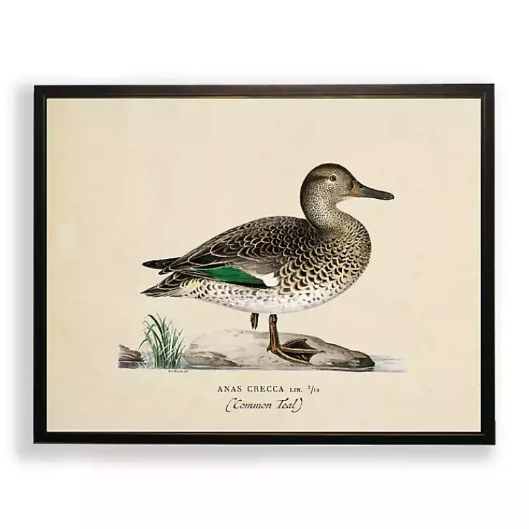 Framed Art-Kirklands Home Vintage Common Teal Duck Framed Art Print